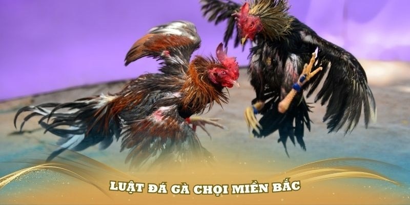 luat-choi-da-ga-mien-bac-theo-trong-luong-23win